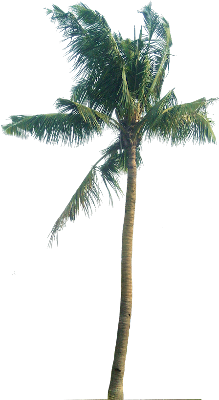 Palm Tree Png, Palm Trees, Plant Pictures, Tropical - Cocos Nucifera Png (448x818), Png Download