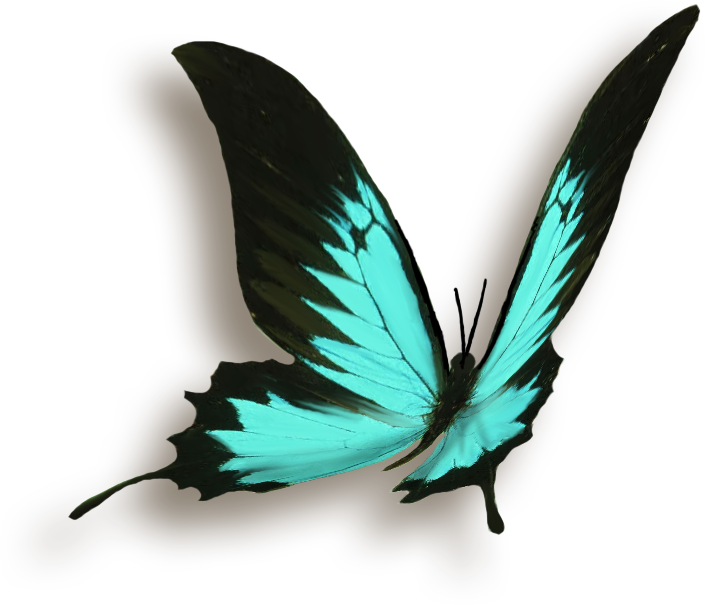 Download Butterfly Papillon Png Image With No Background Pngkey Com