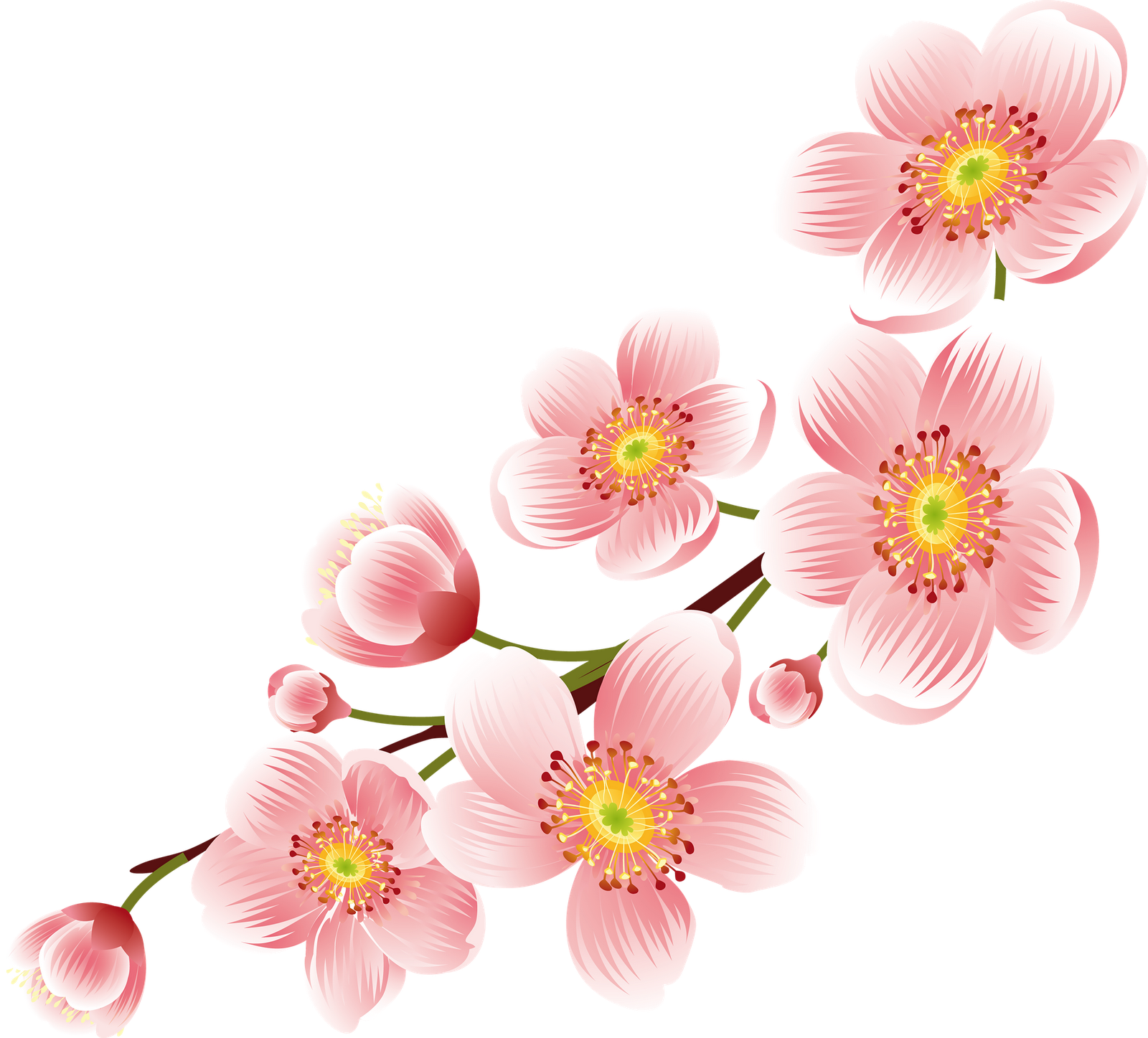 Cherry Blossom Png Transparent Background - Cherry Blossom Flower Png (1600x1447), Png Download