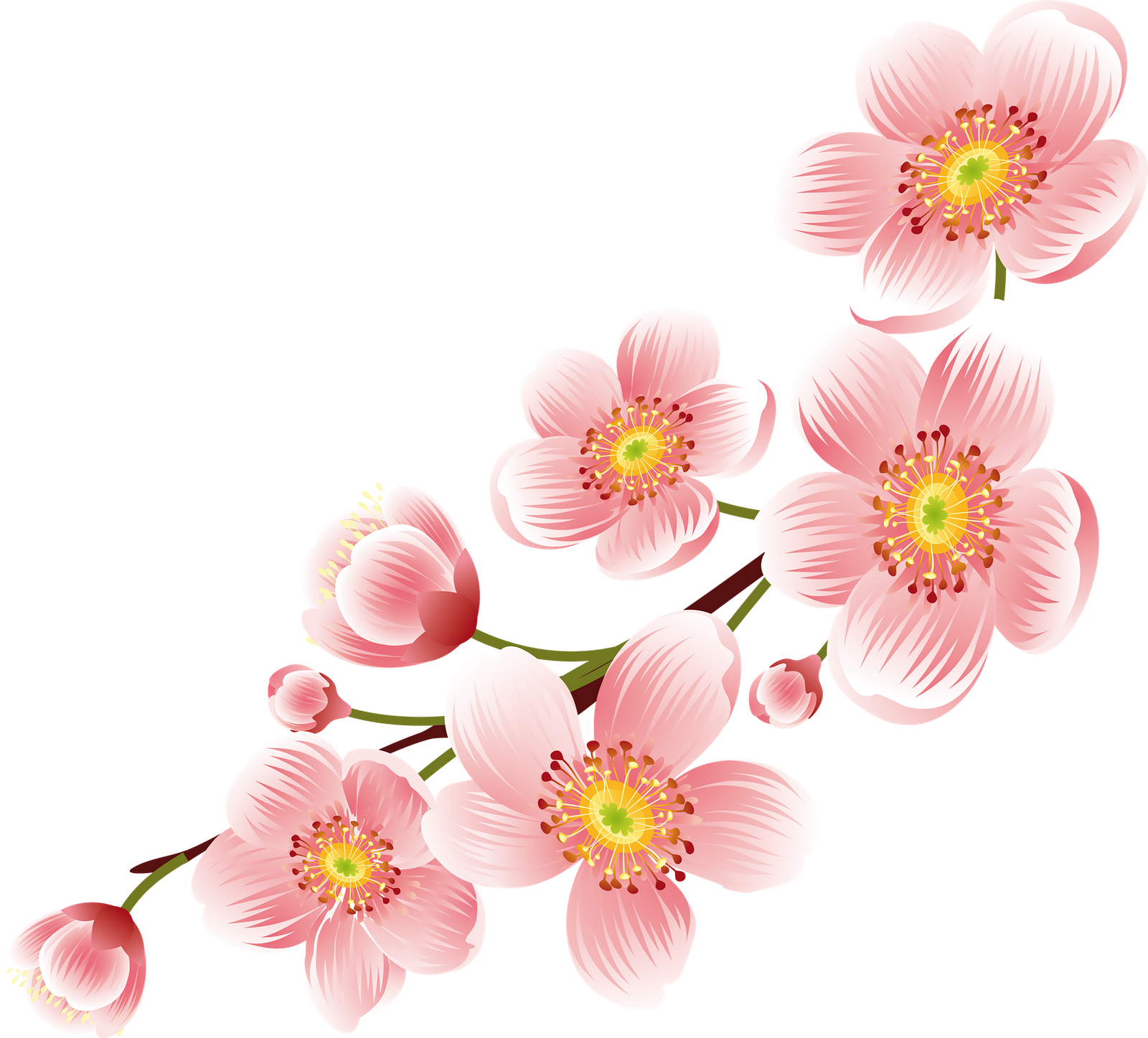 Download Cherry Blossom Png Transparent Background Cherry