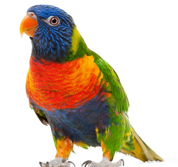 Parrot Transparent Background (412x360), Png Download