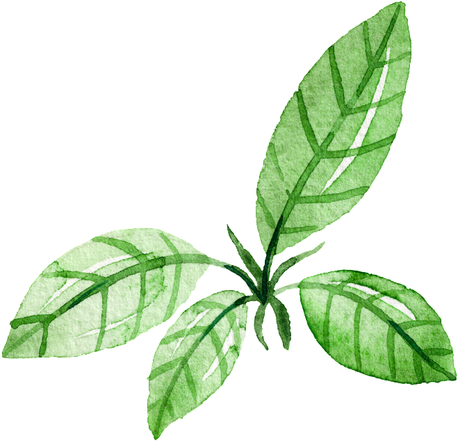 Green Leaf Watercolor Hand Painted Cartoon Transparent - Hojas Dibujo Acuarela Png (1024x1024), Png Download