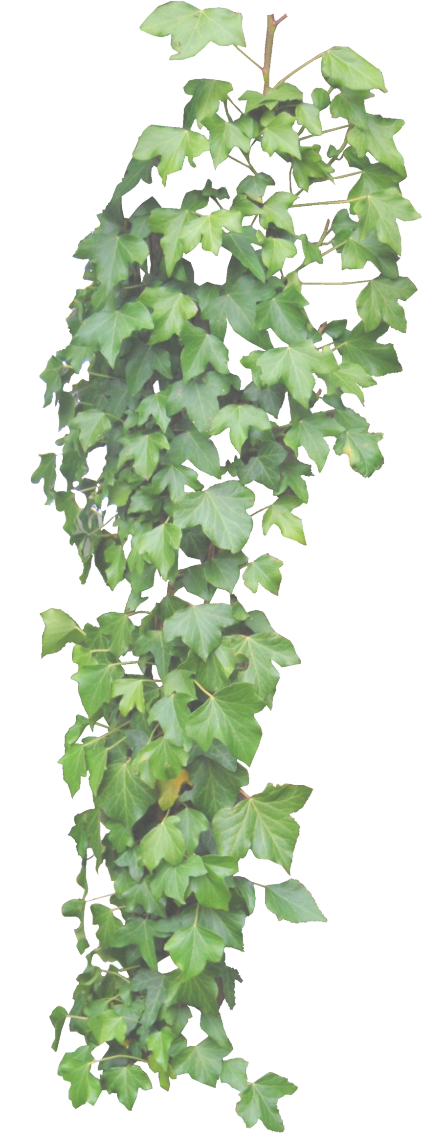Hanging Ivy Png - Hanging Plants Png (1024x2454), Png Download