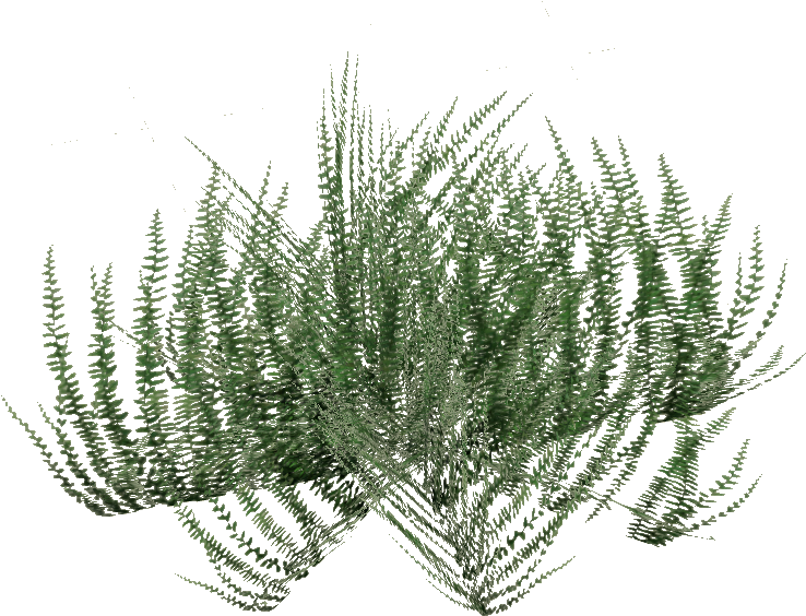 Ground Cover - Grass (737x737), Png Download