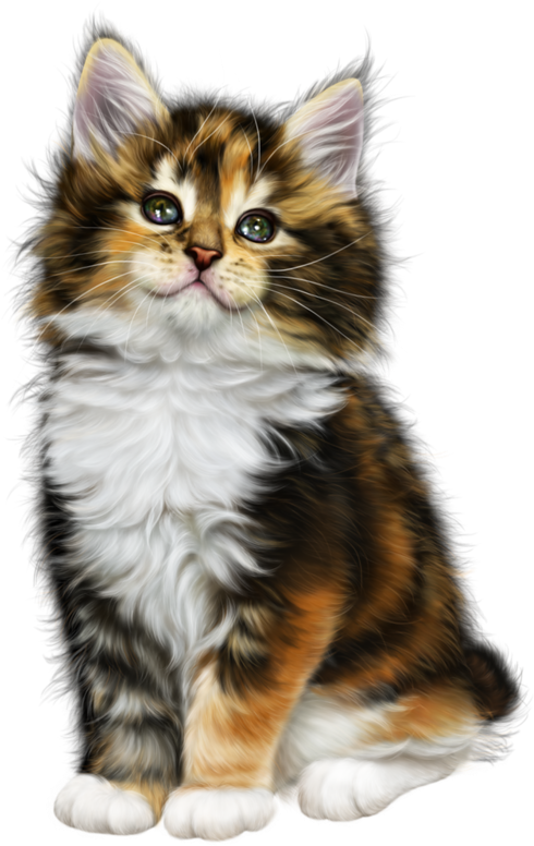 Мобильный Liveinternet Без Заголовка - Domestic Long-haired Cat (516x800), Png Download