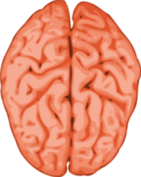 Brain Clip Art (480x601), Png Download