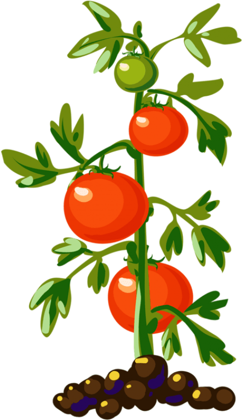 Tomato Plant Tomato Plants, Tomato Tree, Food Clipart, - Tomato Plant Png (471x800), Png Download