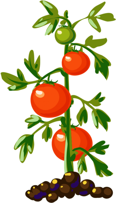 Download Tomato Plant Tomato Plants, Tomato Tree, Food Clipart, - Tomato  Plant Png PNG Image with No Background - PNGkey.com