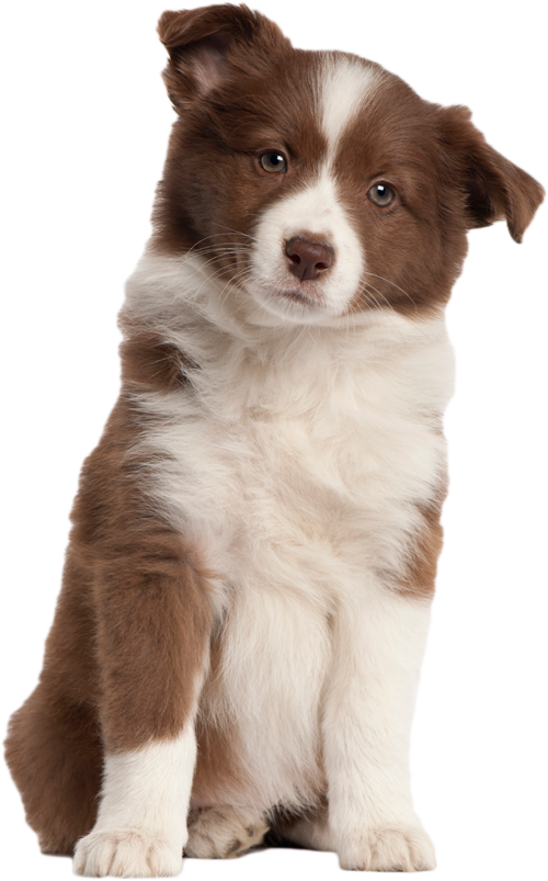Puppy Png Transparent Image - Australian Shepherd No Background (500x803), Png Download
