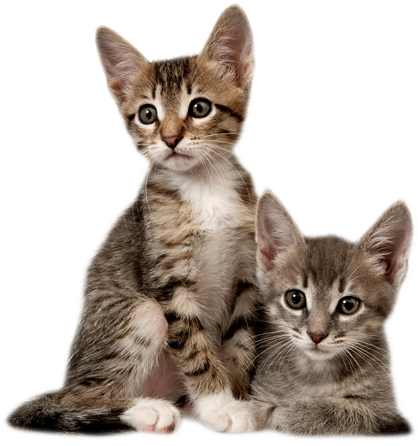 Kitten - Cat With Kitten Png (418x446), Png Download