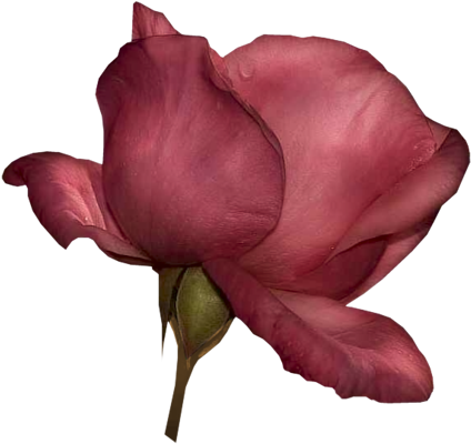 Dustypinkrose - .net (424x400), Png Download