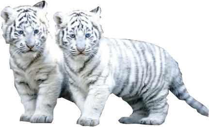 White Tiger Png File - White Tiger Png (480x321), Png Download