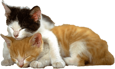 Kitten Cats Together - You Can T Stay Mad At Me (470x284), Png Download