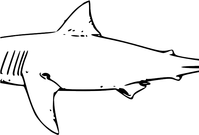 Shark Clipart Watercolor - Great White Shark Clip Art (640x480), Png Download