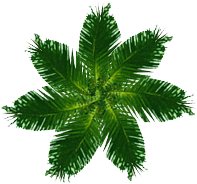 Palm Tree Plan View Png - Free Printable Housewarming Invitation Cards (672x752), Png Download