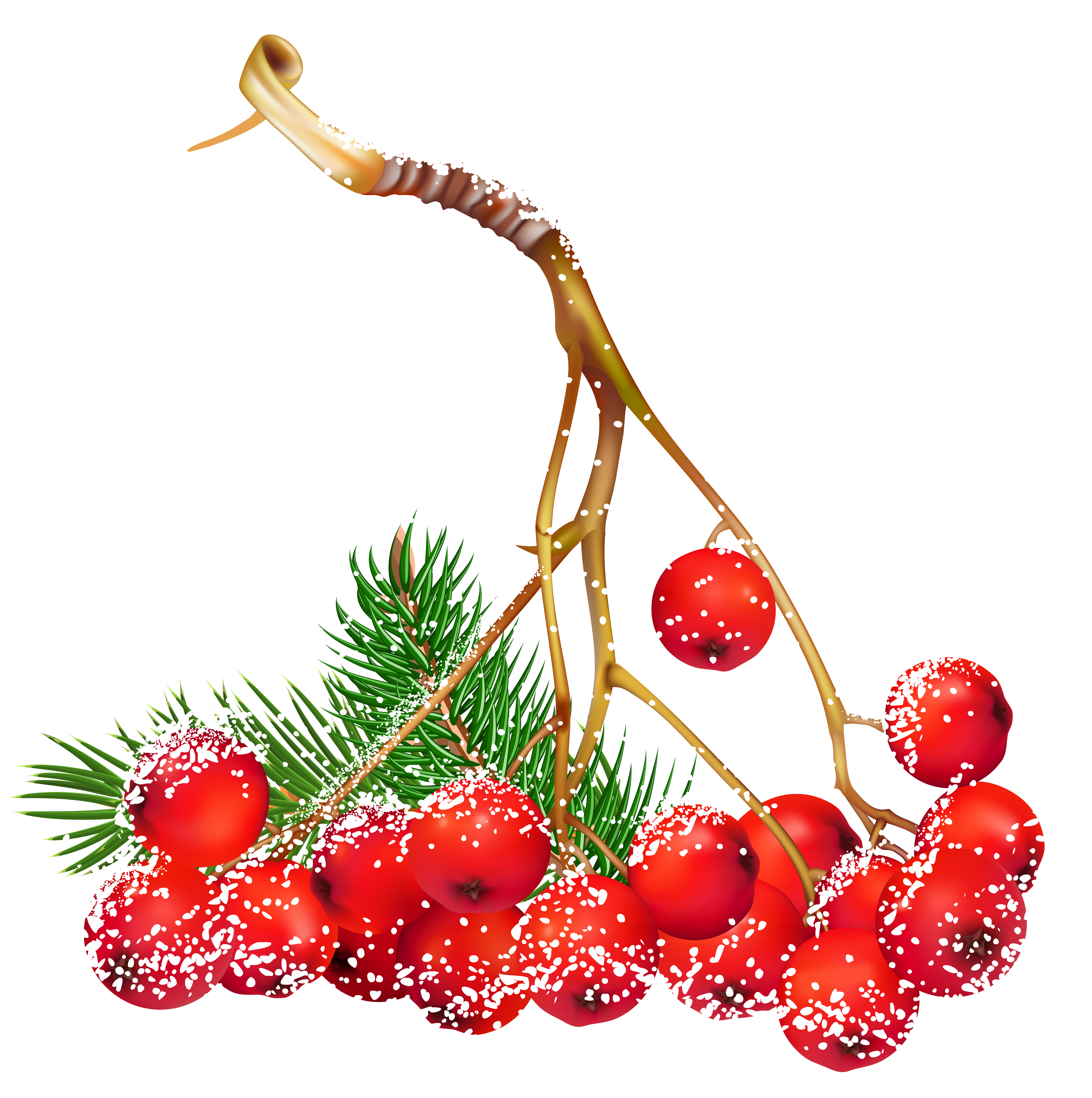 Christmas Things, Christmas Frames, Christmas Flowers, - Christmas Berries Png (5132x5098), Png Download