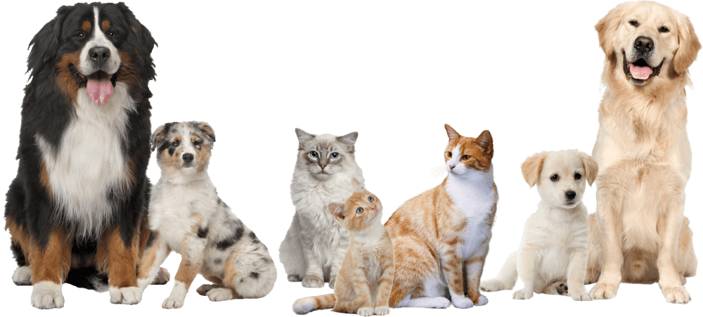 Pet Boarding - Golden Retriever (1000x451), Png Download