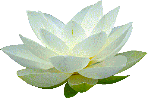 Free Transparent Transparentpng - Transparent Background White Lotus (495x333), Png Download