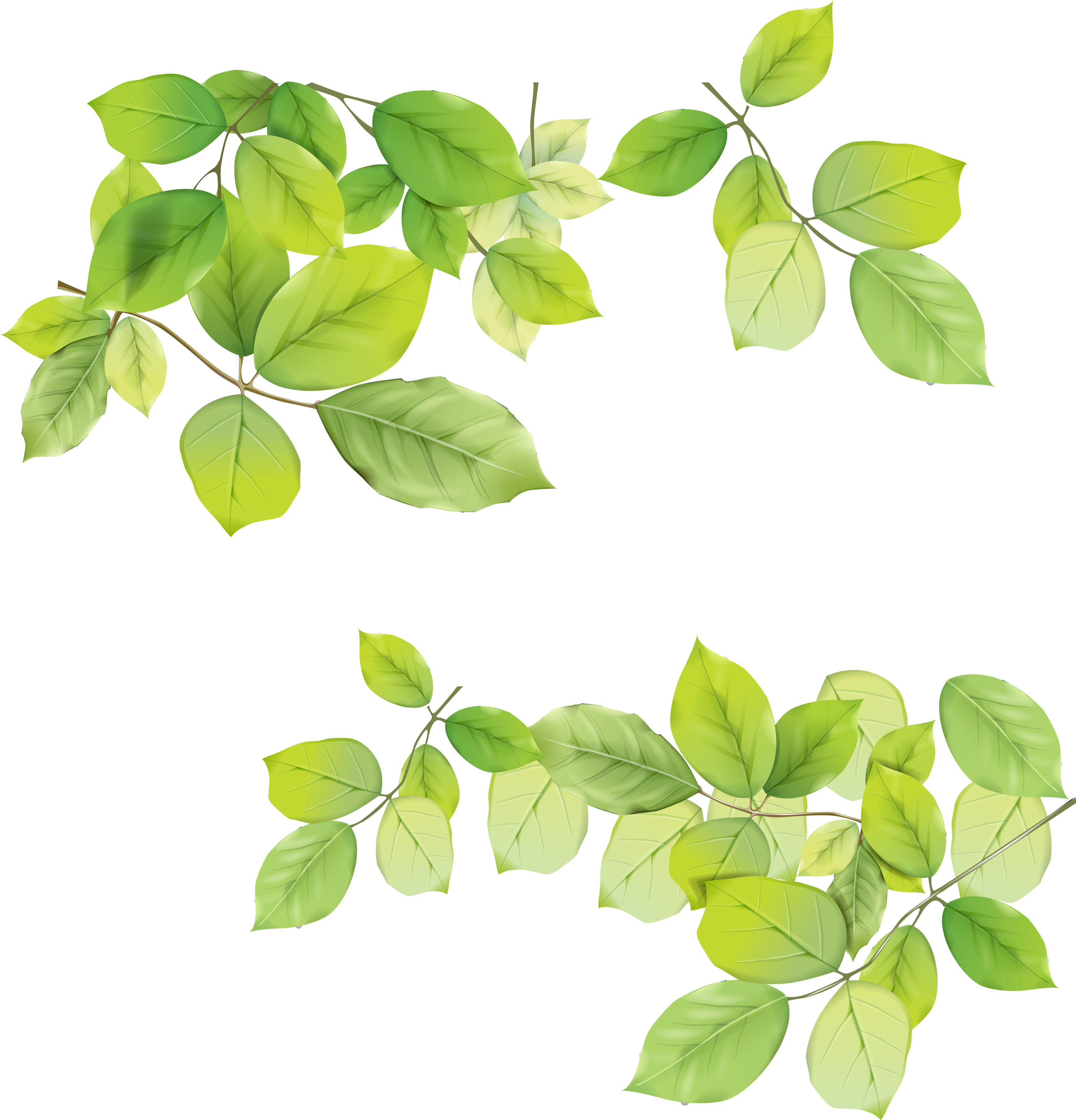 Green Leaves Png Image - Leaves Png (3376x3516), Png Download