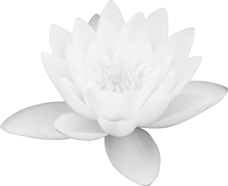 Lotus Flower Png Images Free Download Png Library - White Lotus Flower Png (1024x1000), Png Download