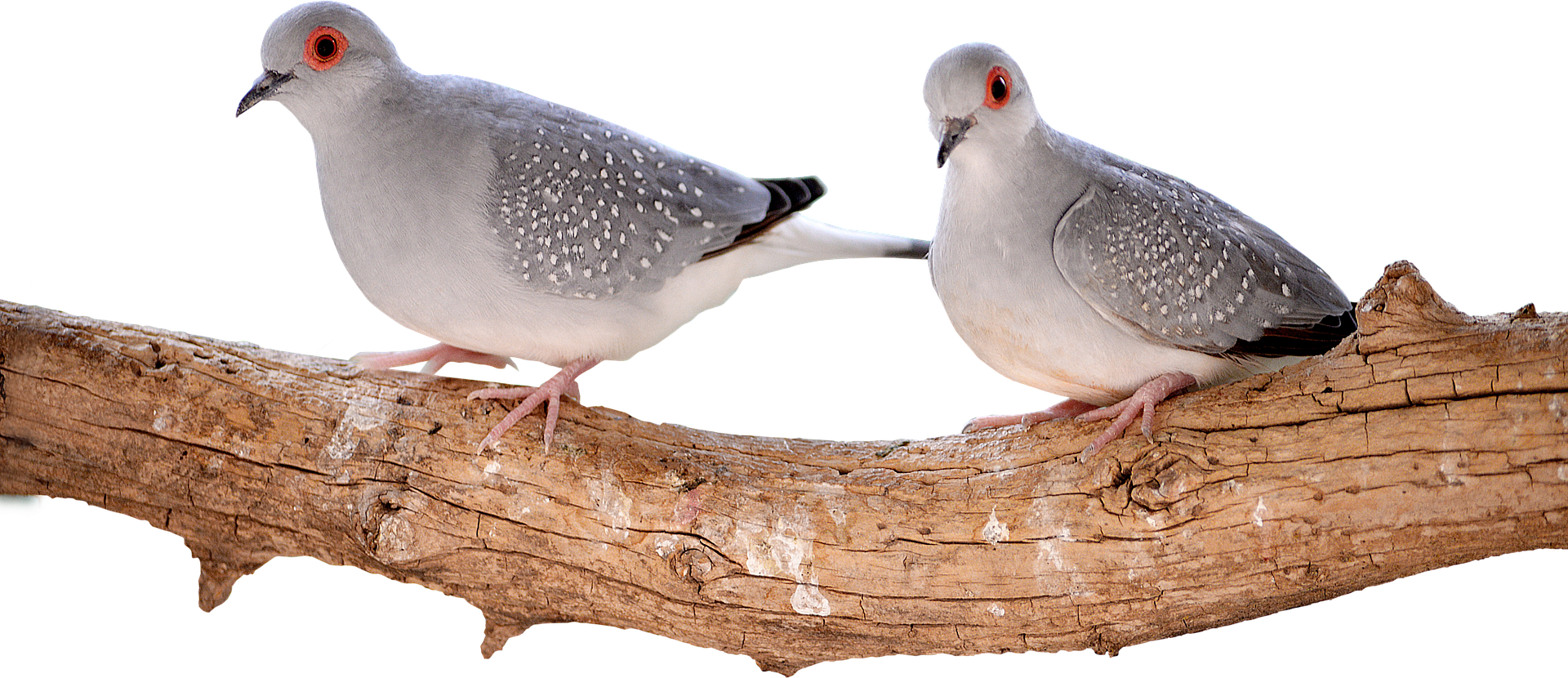 Doves On Branch - Bird (1920x830), Png Download