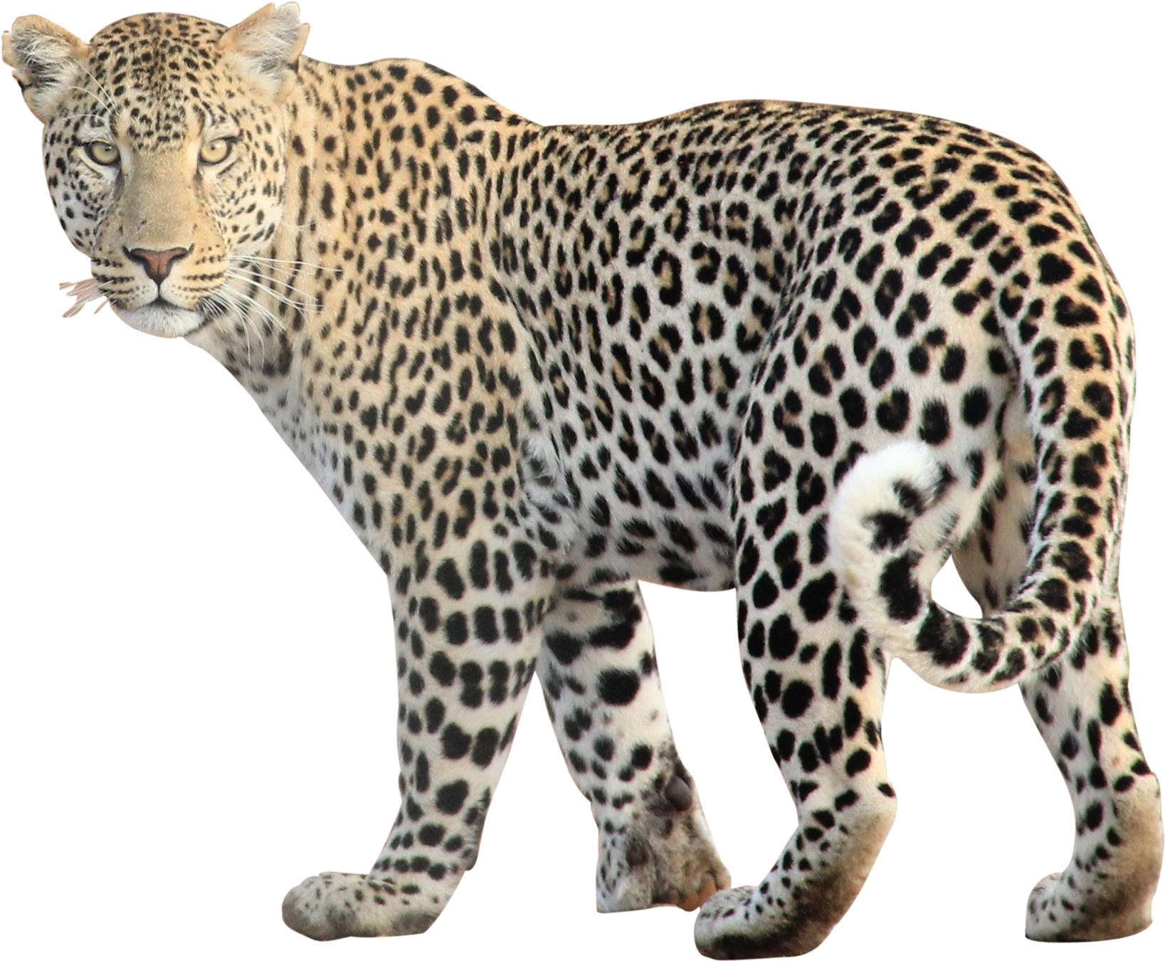 Animal Png Images - Leopard Png (1650x1650), Png Download