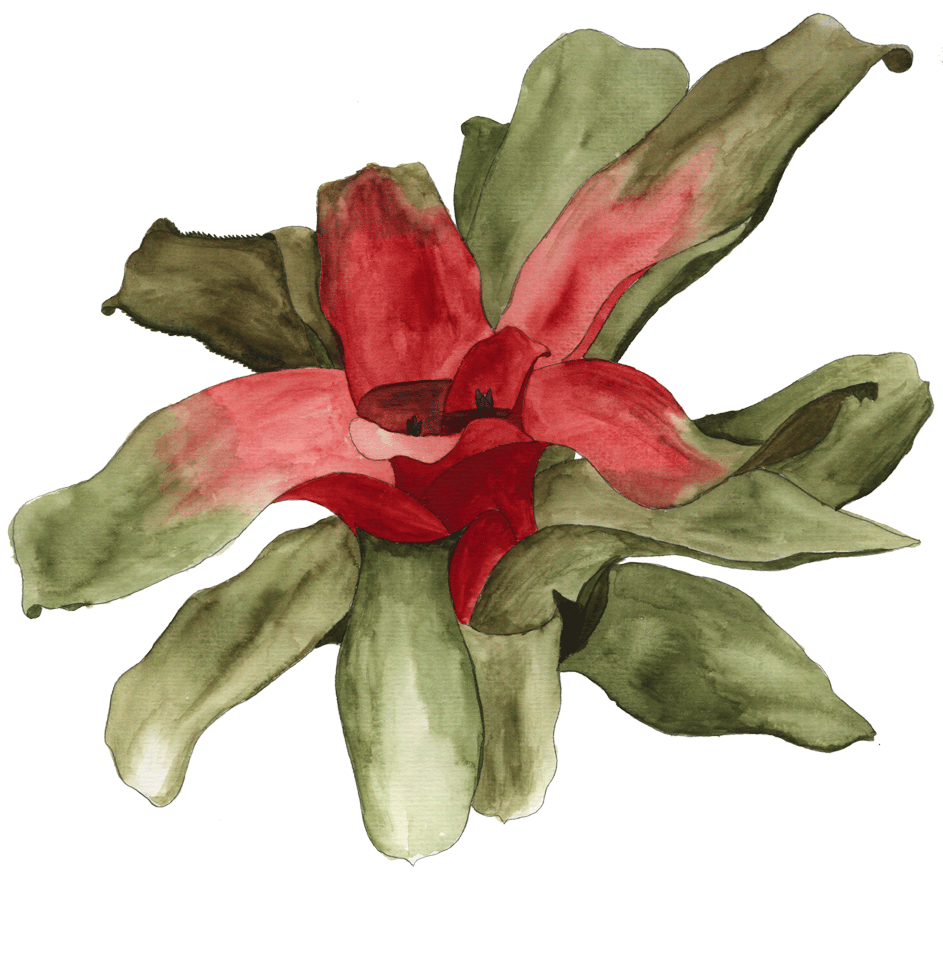 Available In Shop - Tropics (942x1000), Png Download