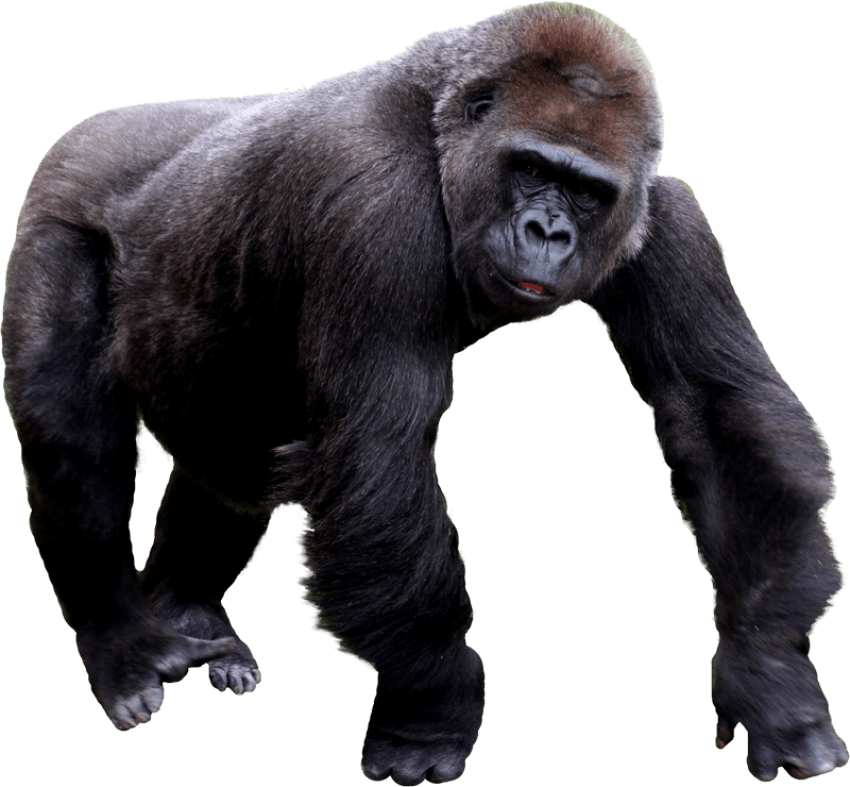 Free Png Gorilla Png Images Transparent - Transparent Background Gorilla Clipart (850x787), Png Download