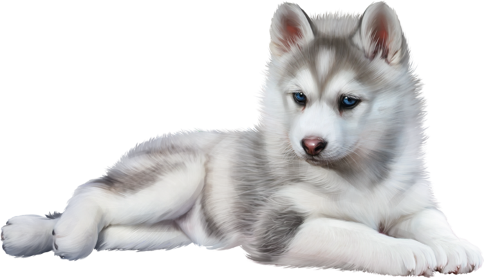 Wolf Baby - Baby Husky Png (700x403), Png Download