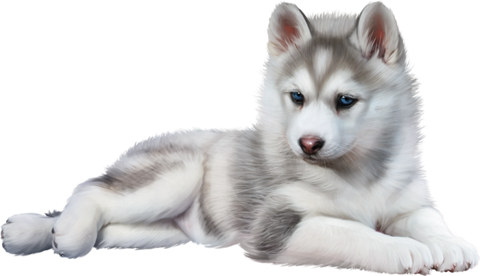 Download Wolf Baby Baby Husky Png Png Image With No Background Pngkey Com Download Wolf Baby Baby Husky Png Png Image With No Background Pngkey Com