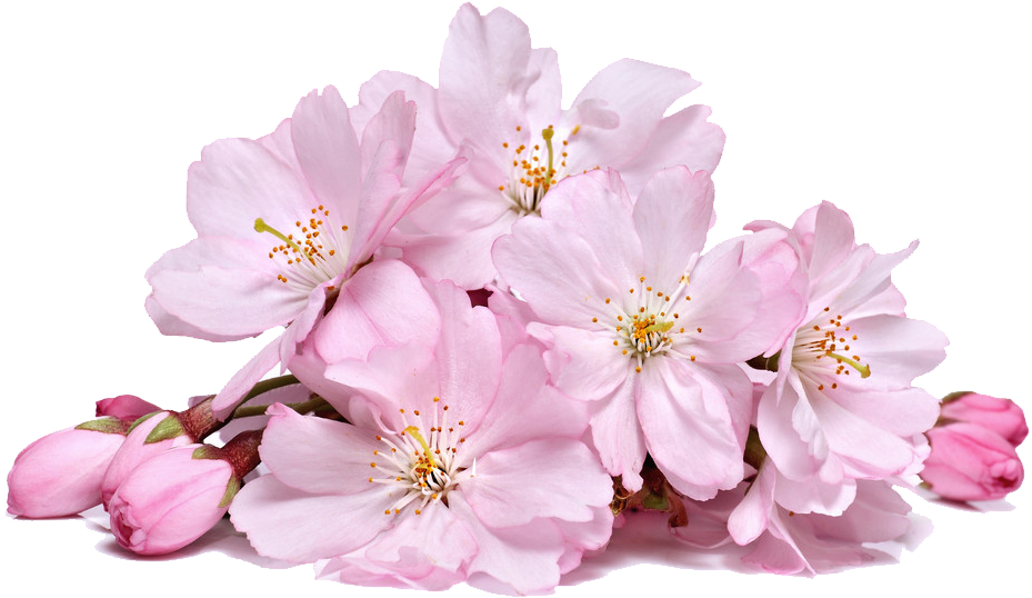 Cherry Blossom Flower Png Sakura Creative Transp Free - Cherry Blossom Flowers (1024x1024), Png Download