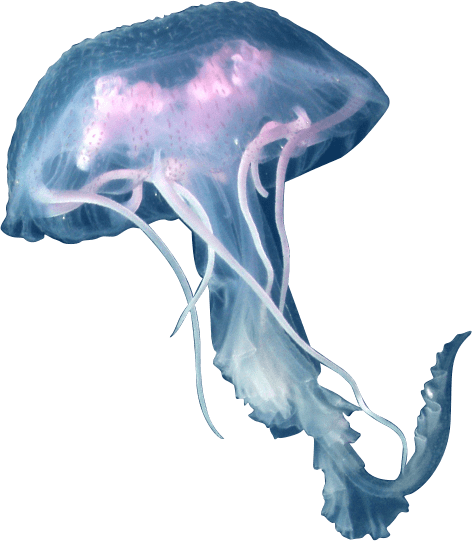 Image Library Png Images Free Download - Jellyfish Png (472x541), Png Download