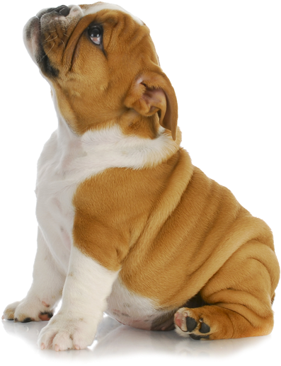 Puppy Png Clipart - Puppy Png (410x600), Png Download