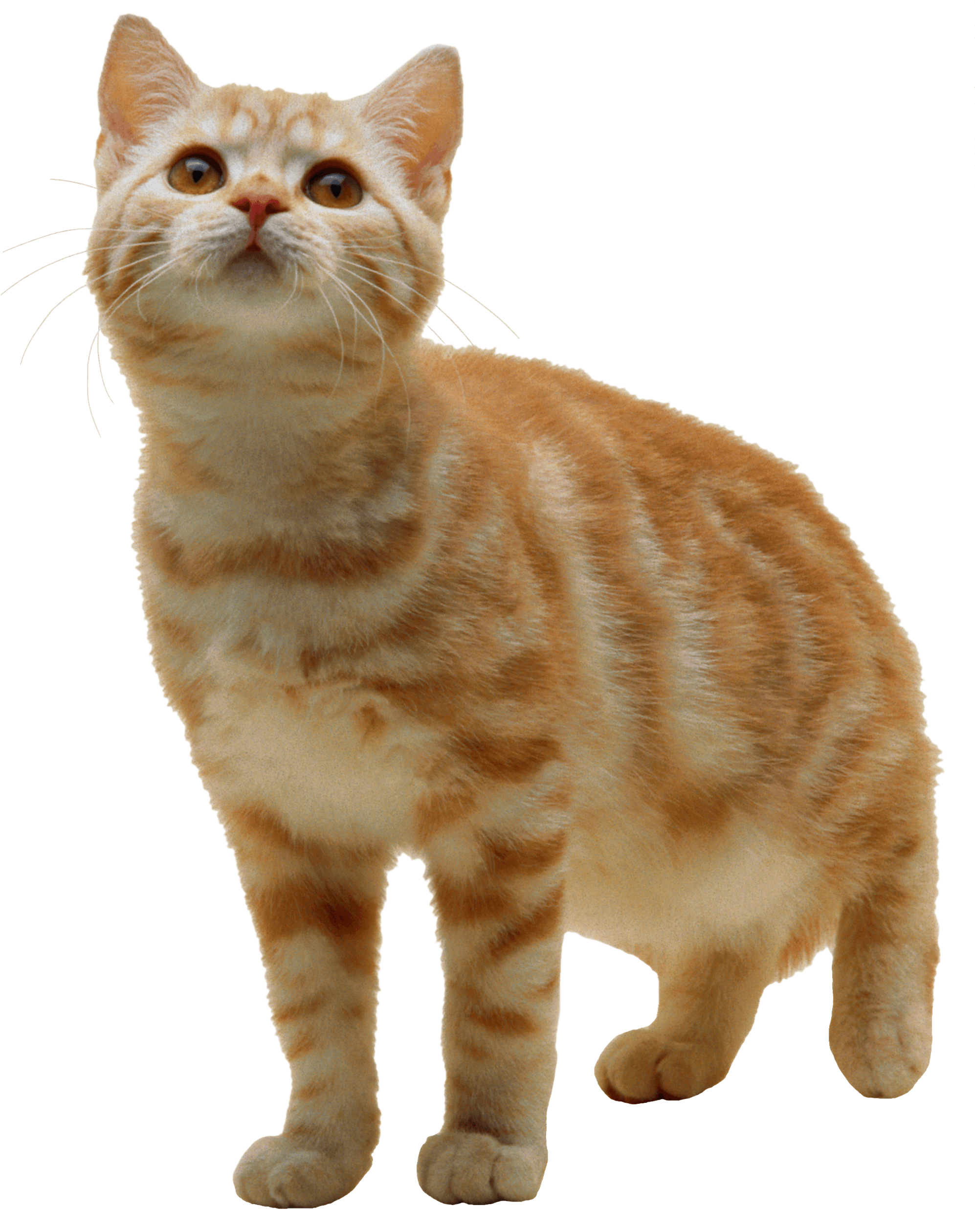 Sweet Cat Kitten Png - Cat Transparent Background (1993x2557), Png Download