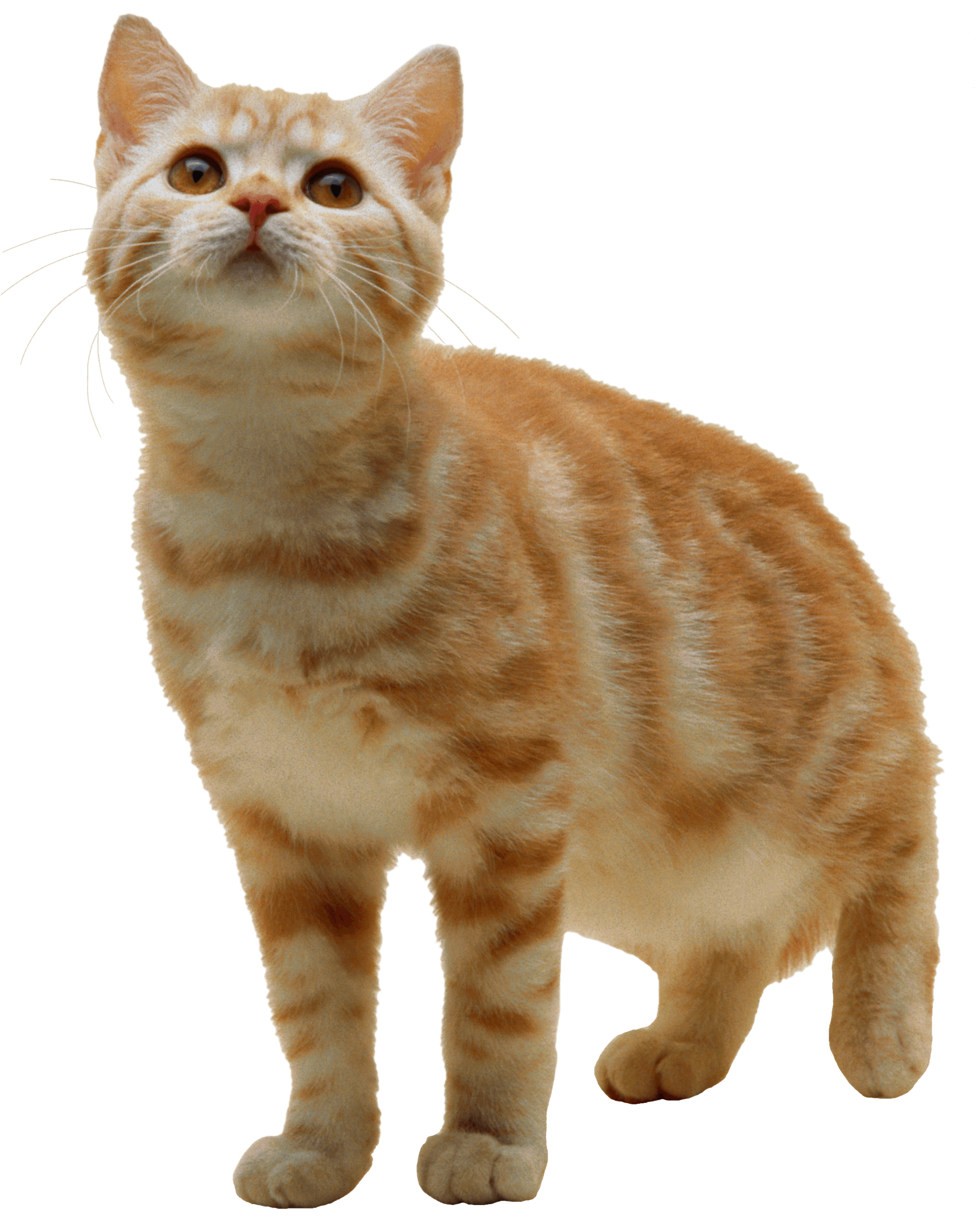 cat transparent background