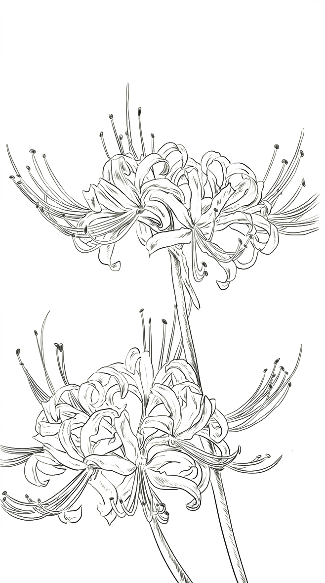 Red Spider Lily Png - Red Spider Lily Drawing - Free Transparent PNG