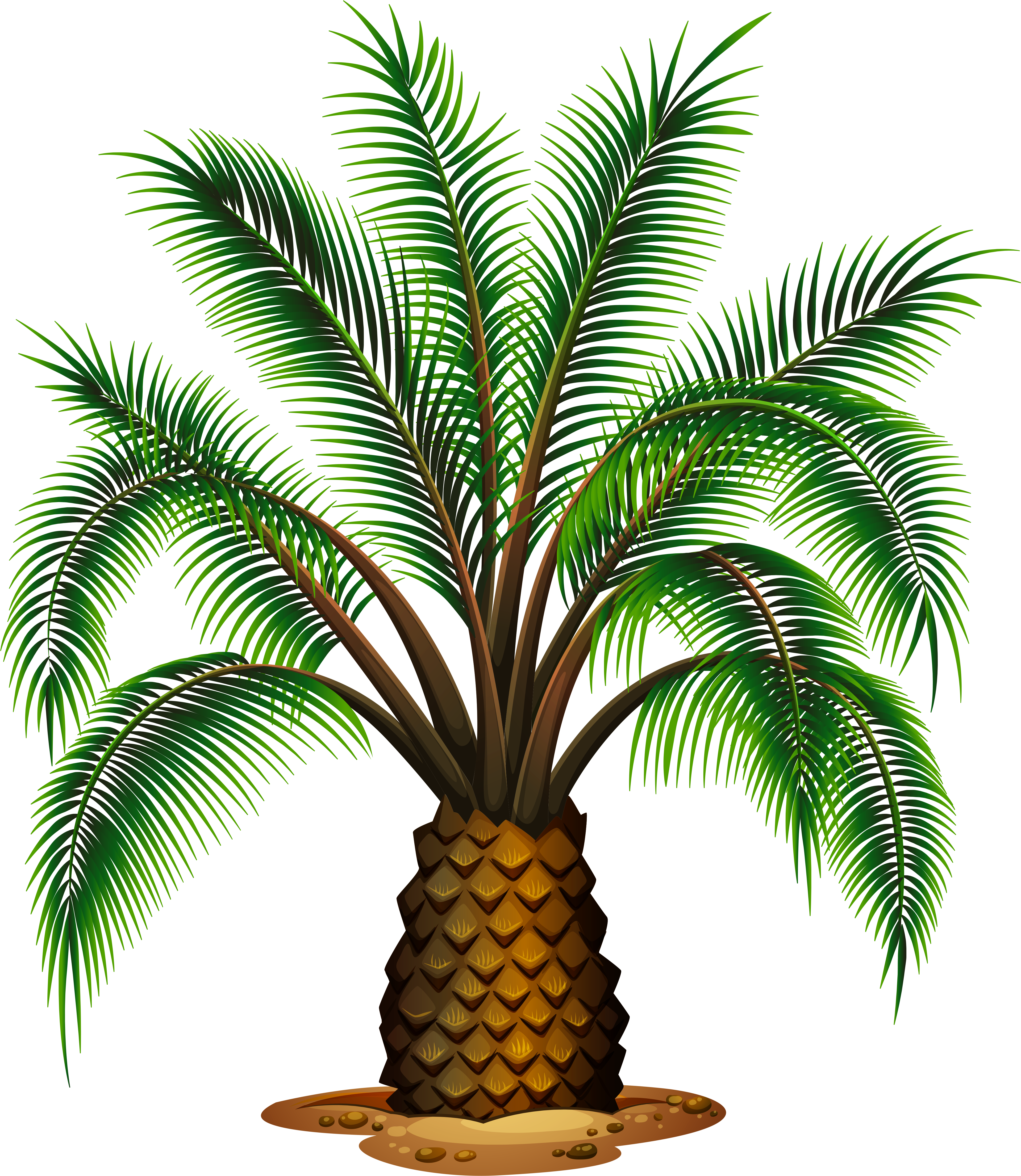 Palm Tree Clipart Pineapple Tree - Different Types Of Palm Trees (4592x5329), Png Download