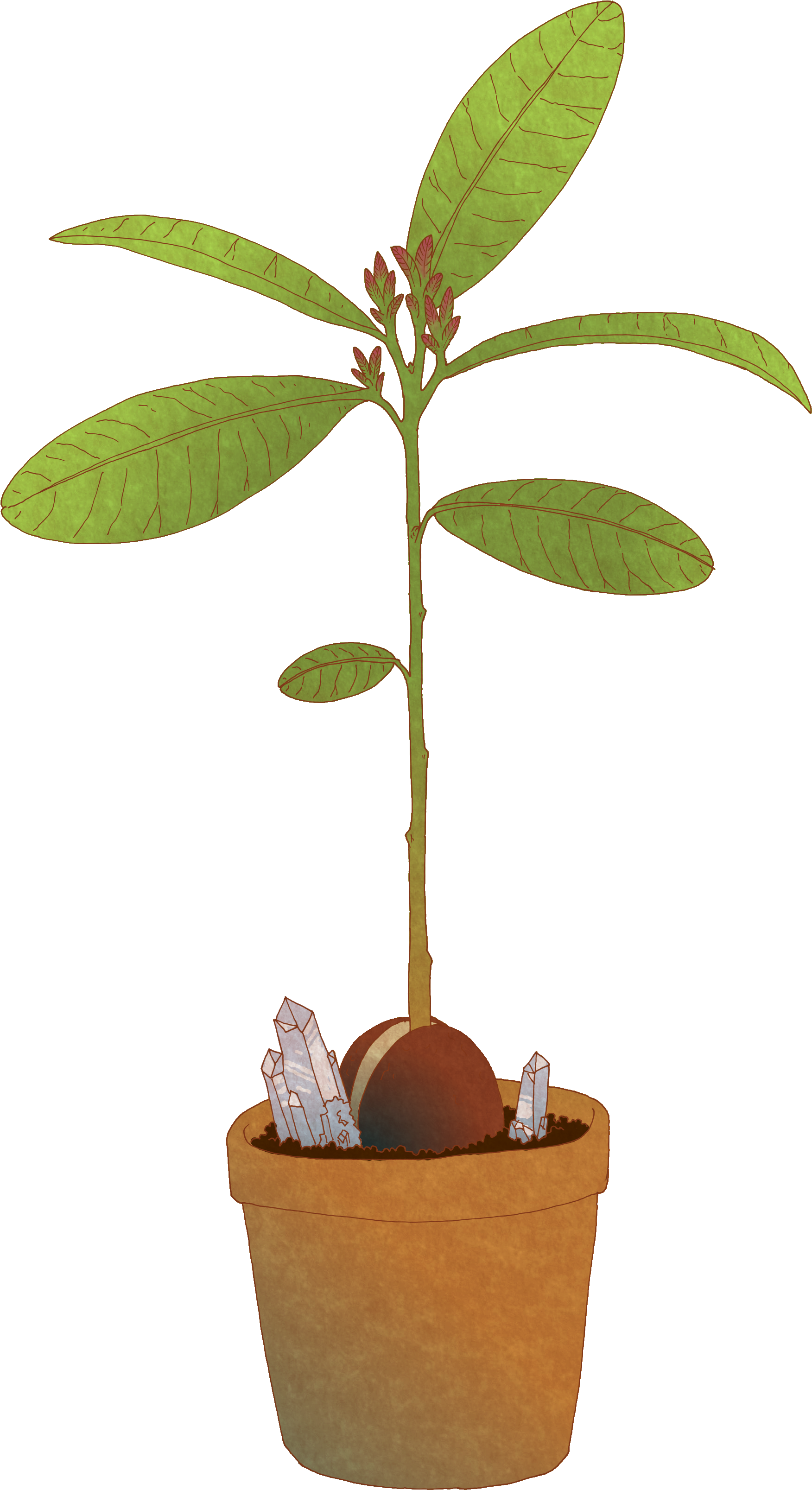 Avocado Tree Crl - Avocado (1856x3264), Png Download