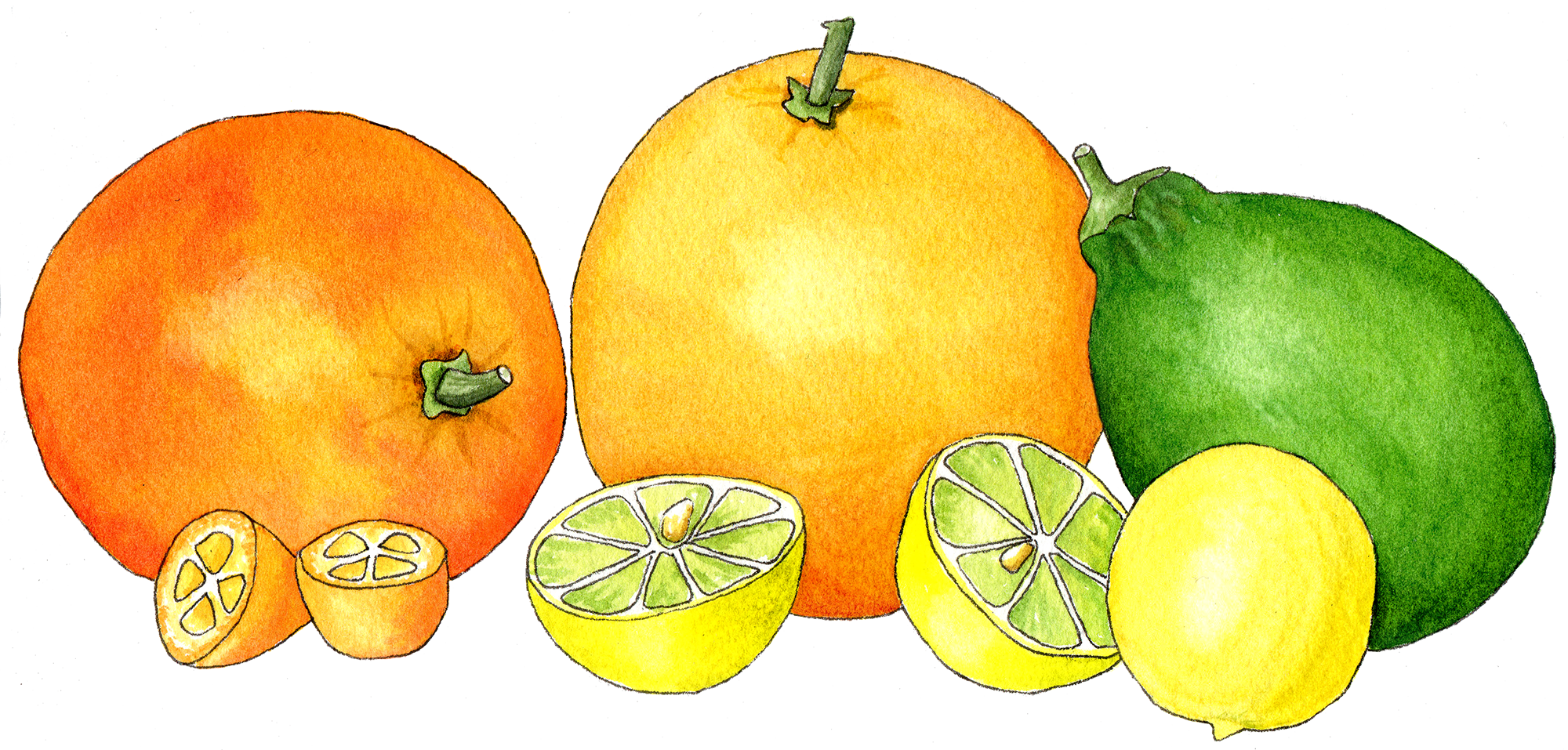 Watercolor Citrus In A Row - Sitrusi Png (600x287), Png Download