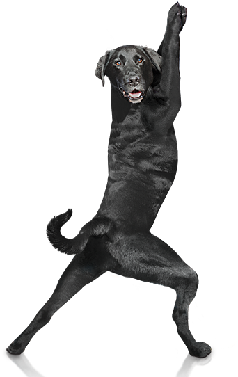 Dog (381x550), Png Download