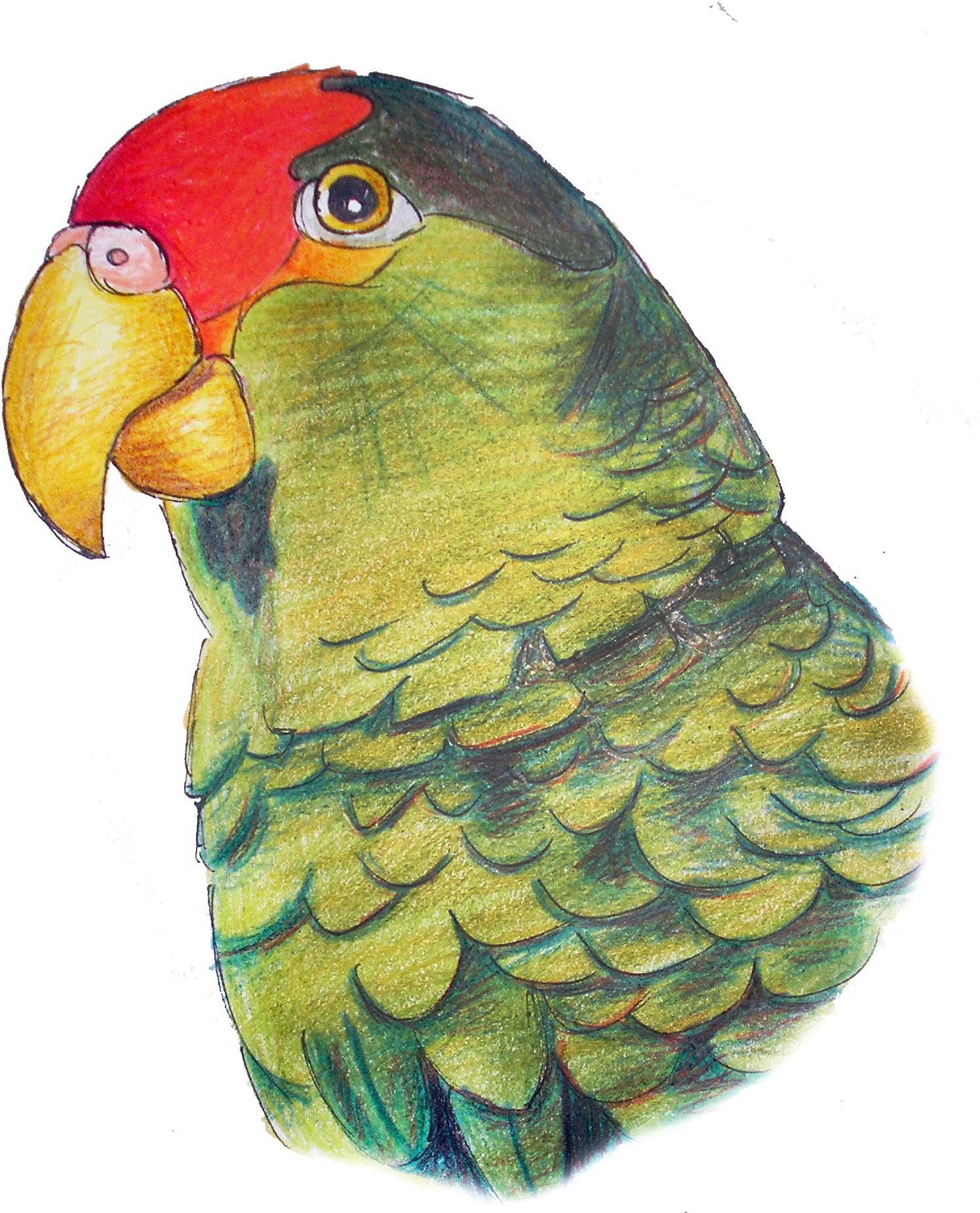 Parrot (1527x1876), Png Download