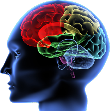 Brain - Ormus,monoatomic Gold,ormus Gold 740mls (378x384), Png Download