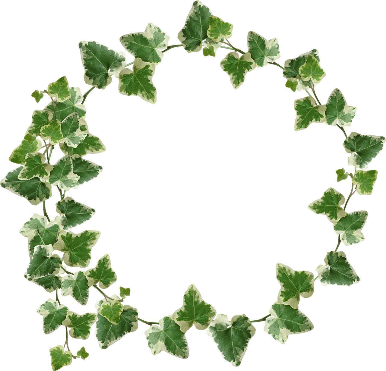 Ivy Crown / Transparency - Green Leaves Crown Png (1280x1231), Png Download