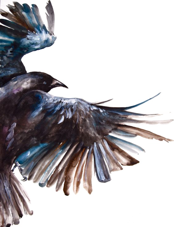Clipart Freeuse Download Common Raven Bird Painting - Crow's Feather (564x733), Png Download