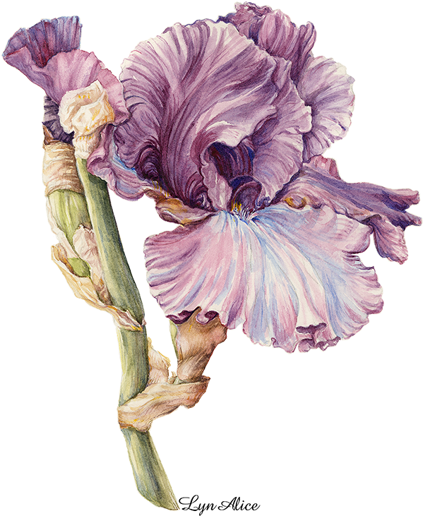 Purple Iris, Watercolor ' - Iris Family (631x783), Png Download