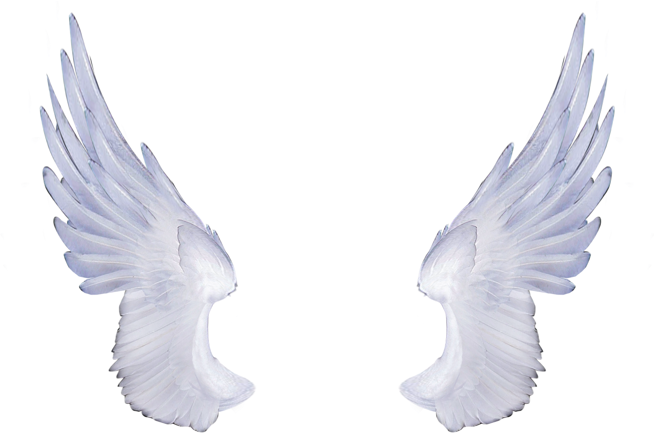 View All Images At Asas De Anjos Folder - Angel Wings Transparent (1305x870), Png Download