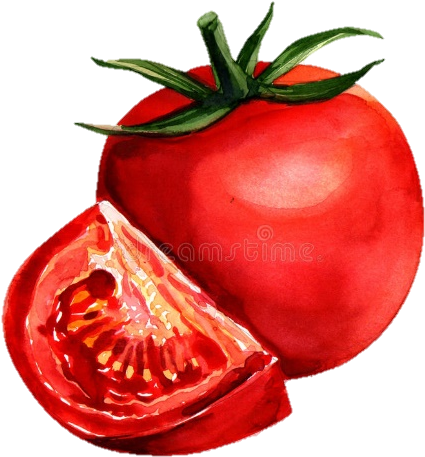 Watercolor Painting Tomato Drawing - Tomato Watercolor Painting (516x516), Png Download