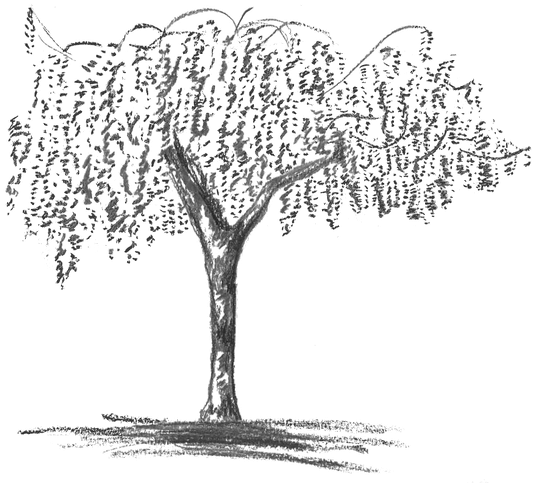 Wisteria Grey - Blue Wisteria Tree Drawing (600x549), Png Download