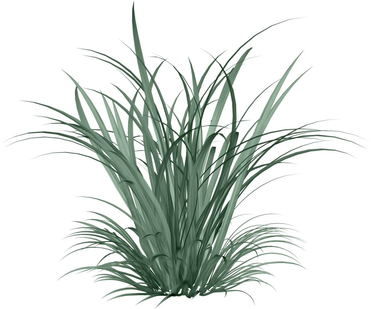 Фото, Автор Arana На Яндекс - Cymbopogon Citratus Png (1280x1065), Png Download