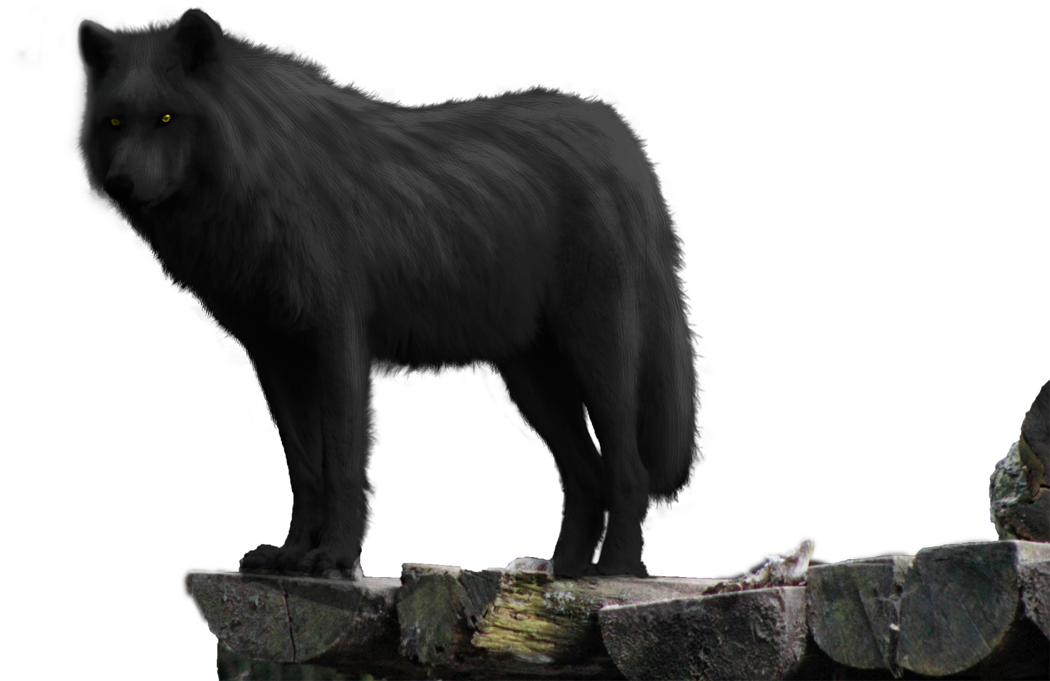 Black Wolf On Rock Png - Wolf (1500x1049), Png Download